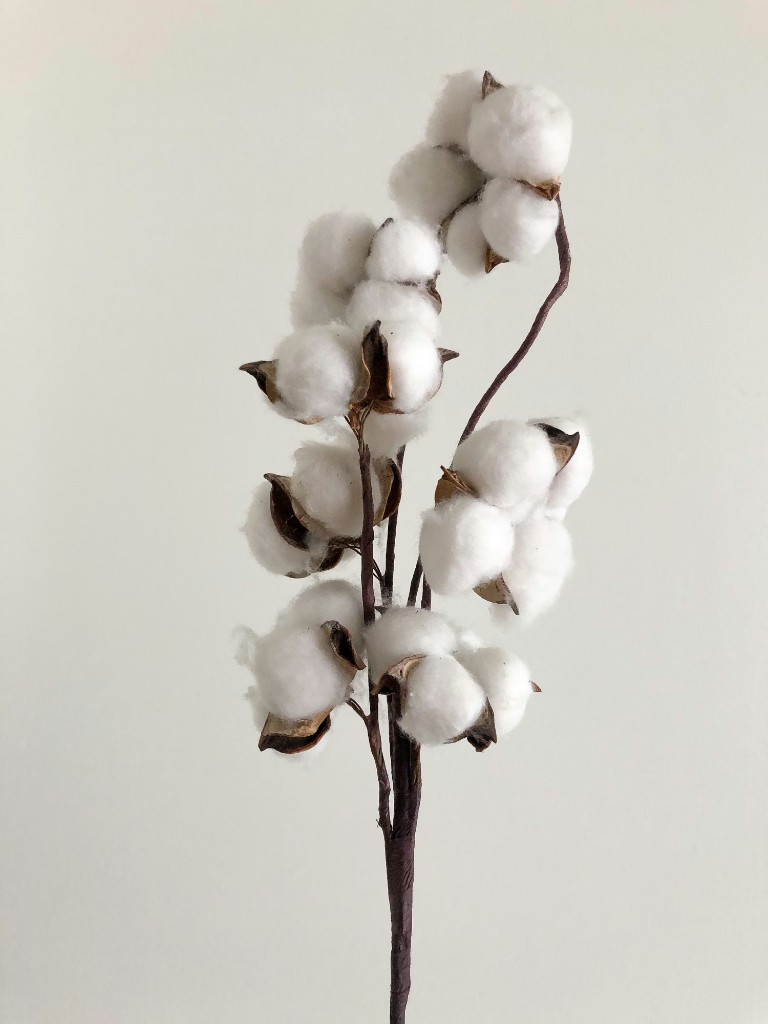 Premium Indian cotton on the branch — natural fiber for global textile supply