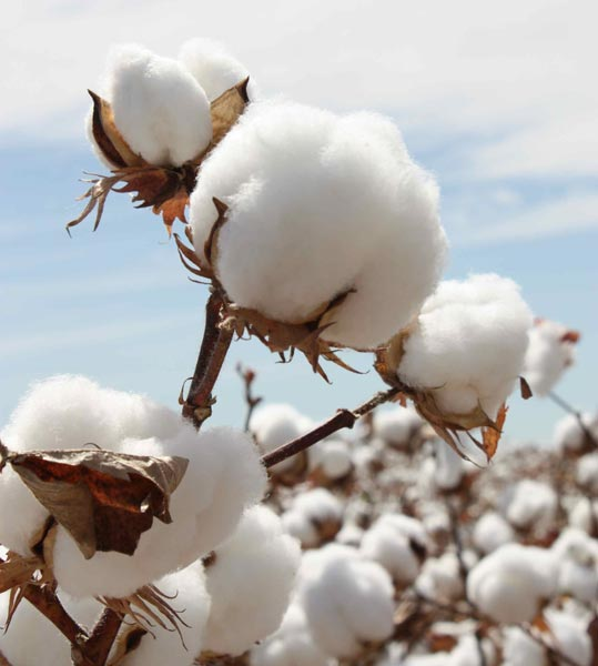 Premium white cotton bolls in the field — quality sourcing for export yarn supply